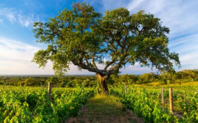 Alentejo – The best of Portugal is here
